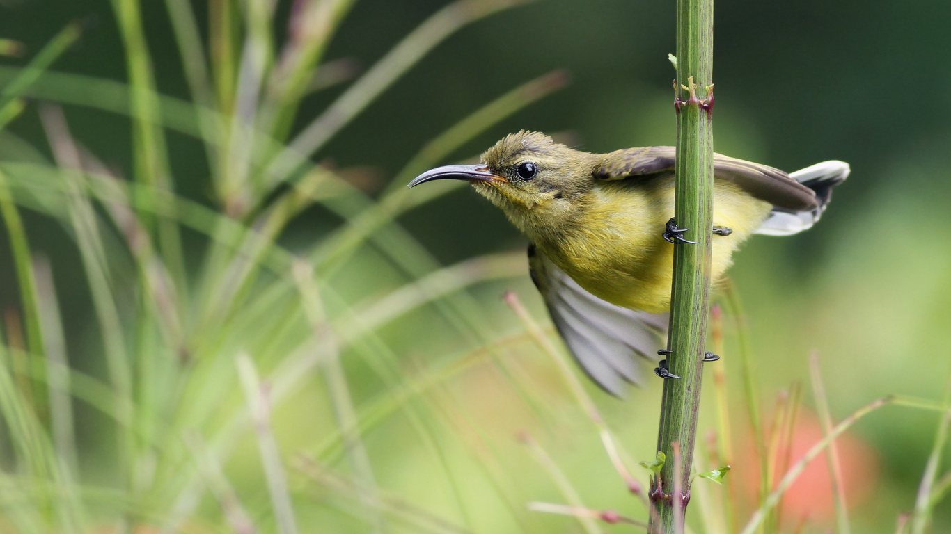 Нектарница