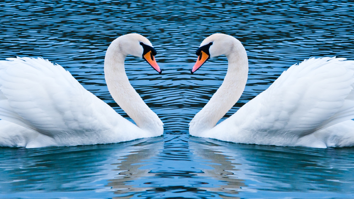 Два лебедя