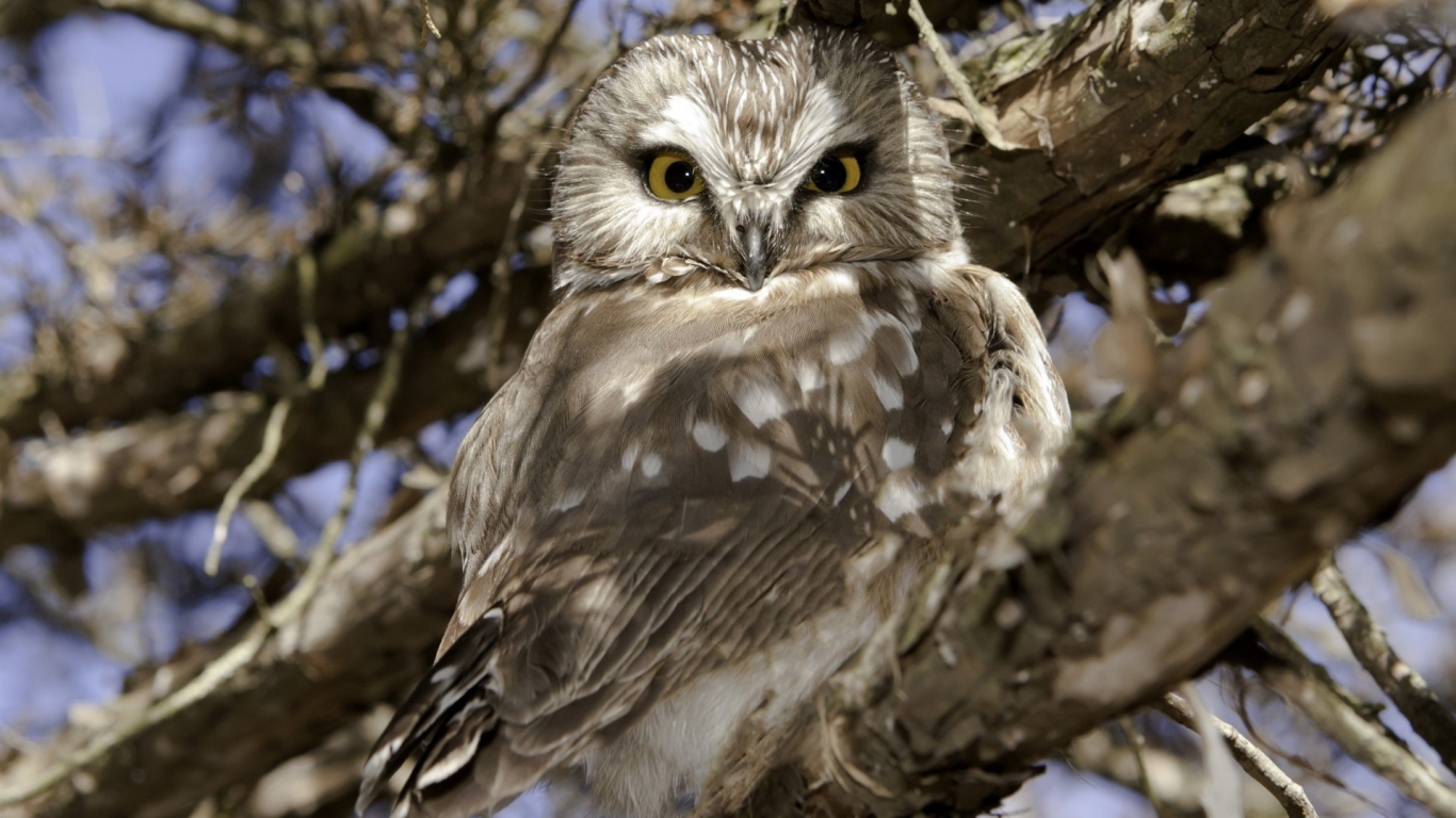 Сова на ветке