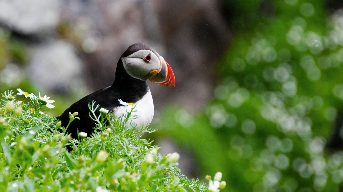 птица Тупик