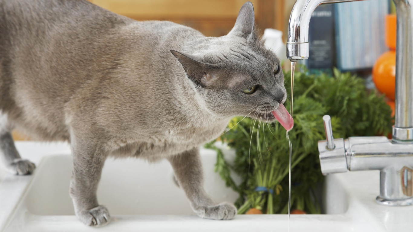 Кошка у крана