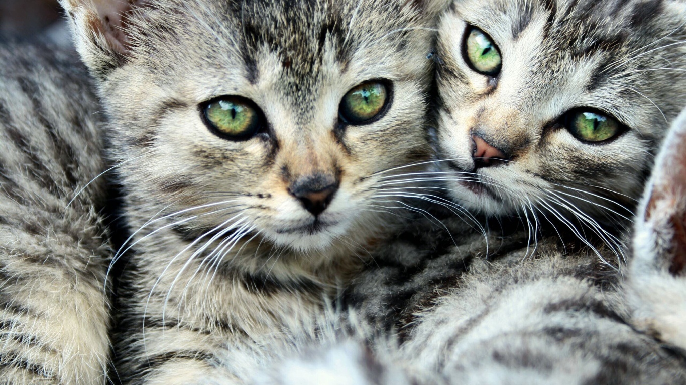 Кошачья семья