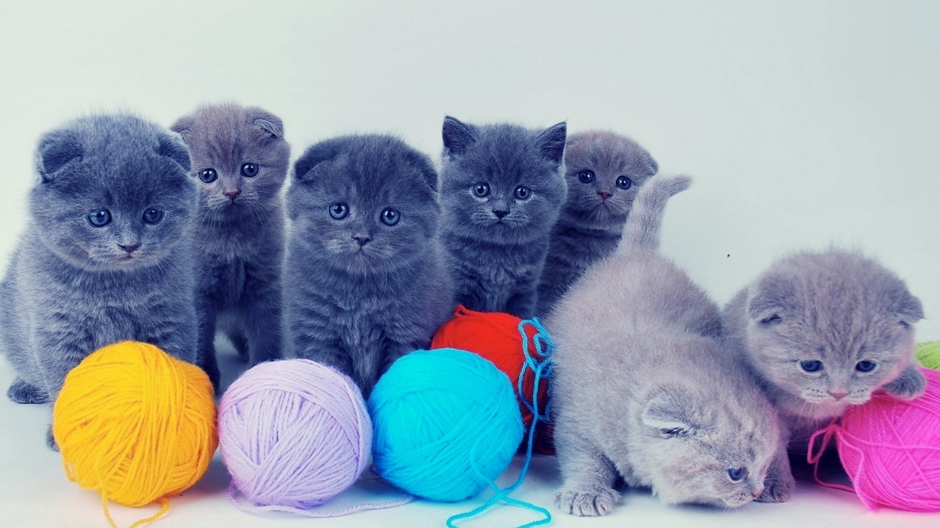 Котята и клубки