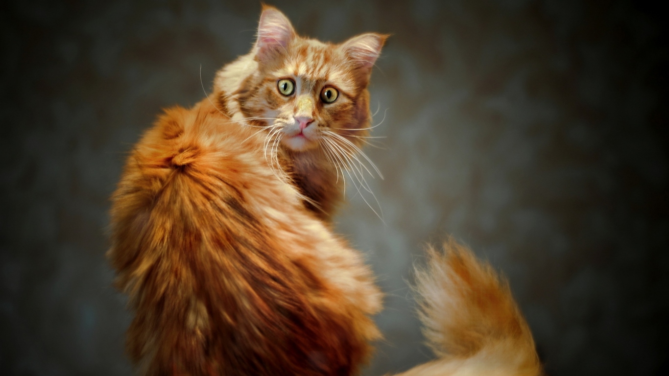 Рыжий кот