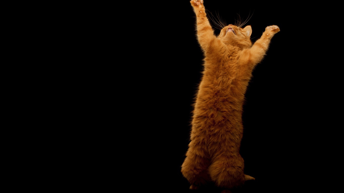 Рыжий кот стоя