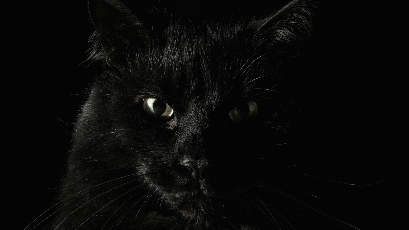 Черный кот на охоте