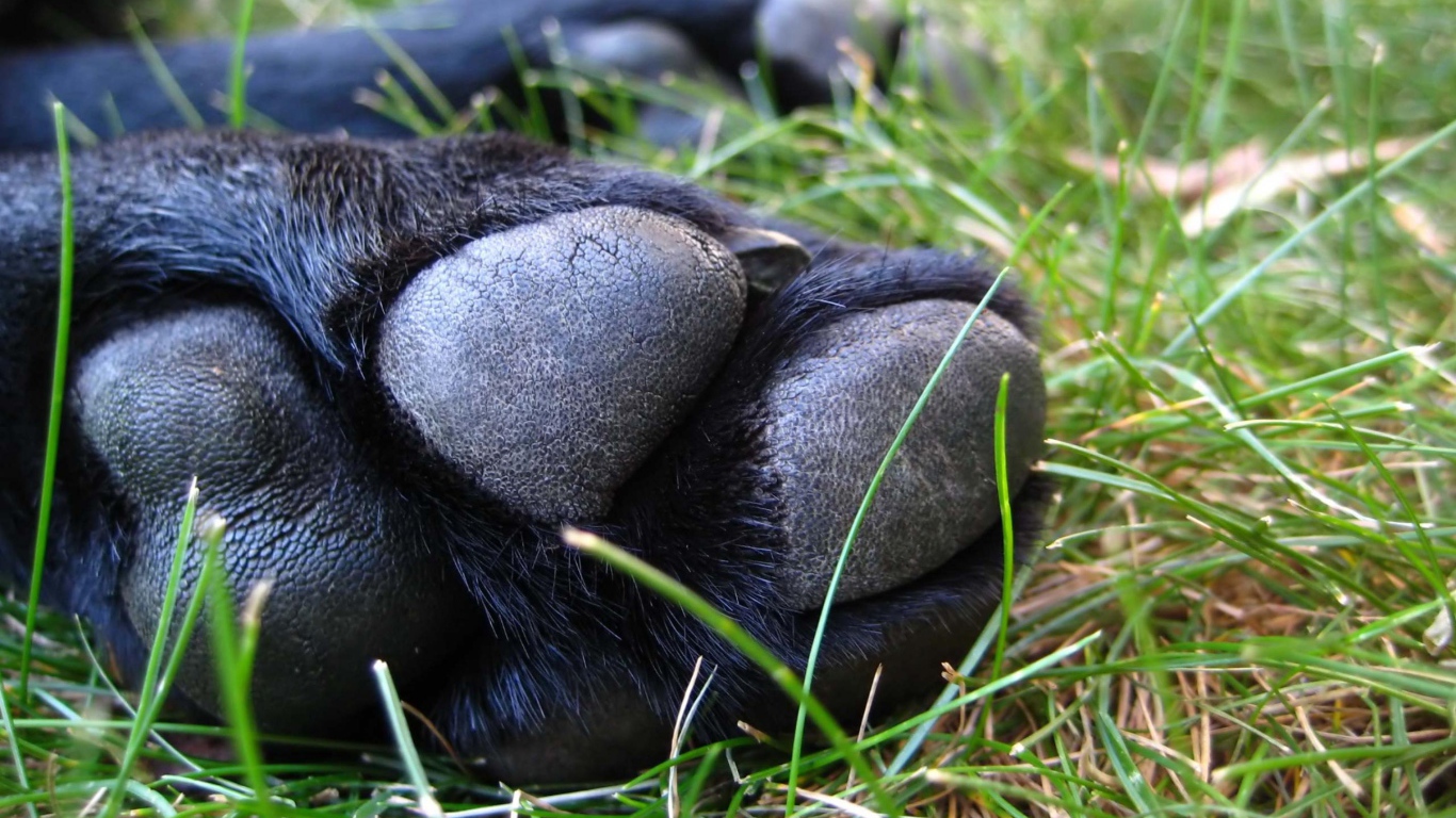 Собачья лапа