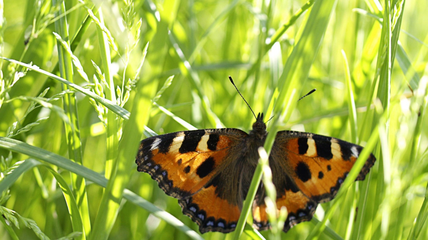 Бабочка в траве