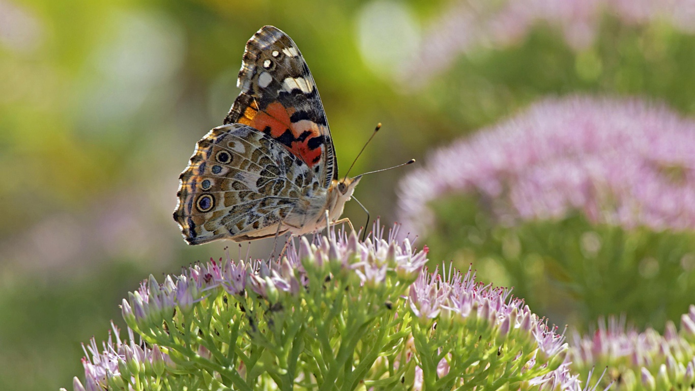 Бабочка на поле