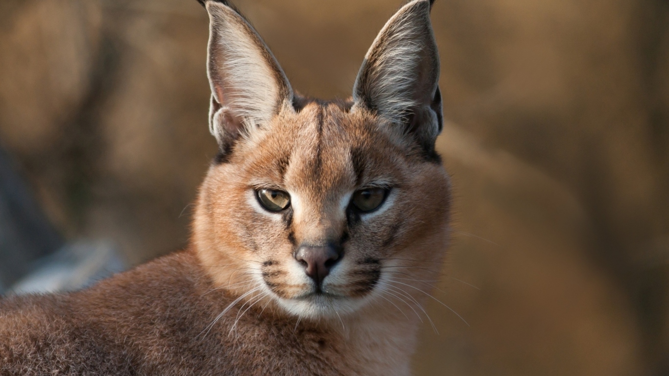 Дикий каракал