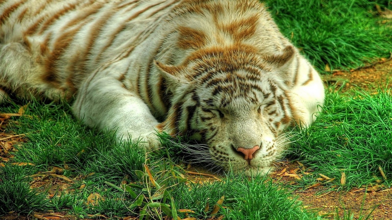 Белый тигр на траве