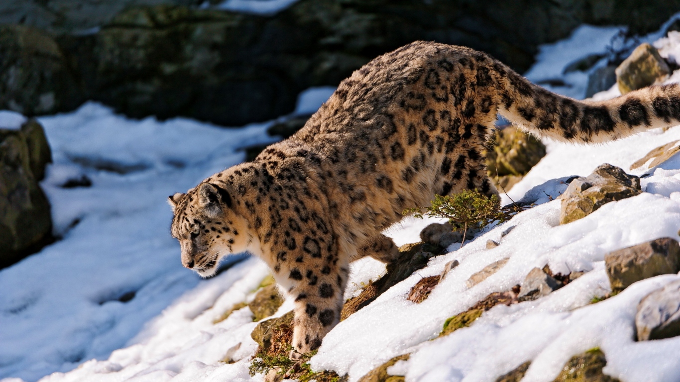 Хищная кошка