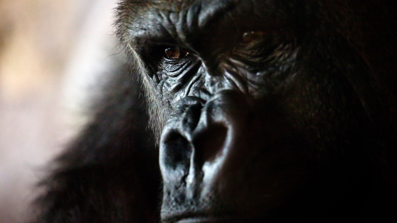 Злая горилла