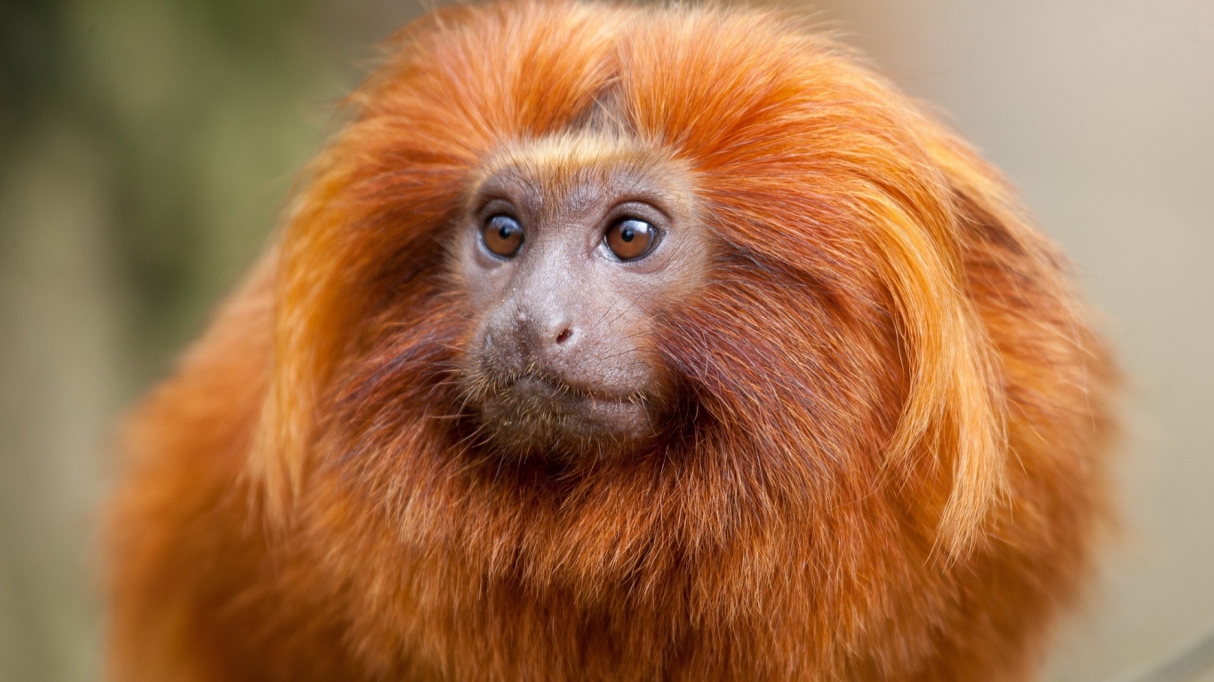 Рыжая обезьяна