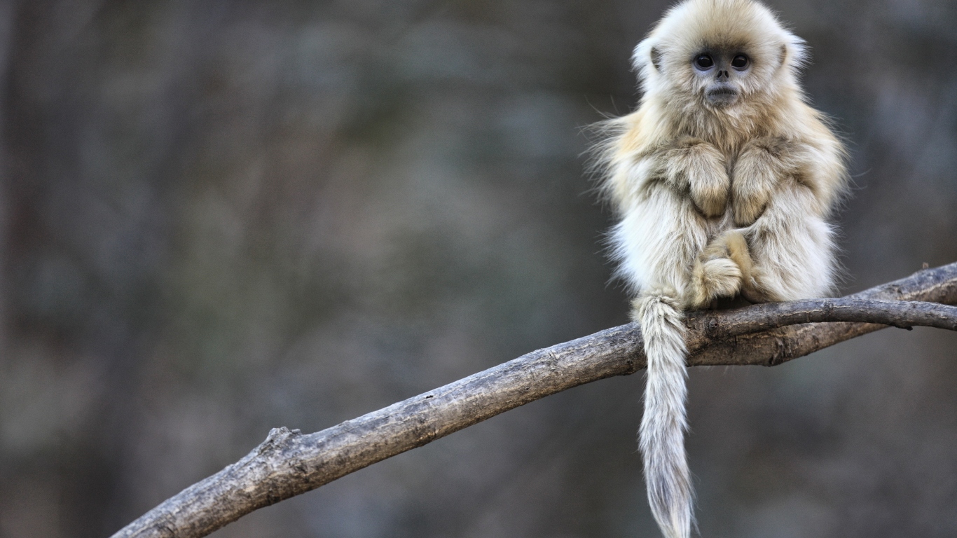 Маленькая обезьянка