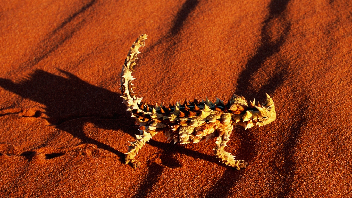 Колючая ящерица