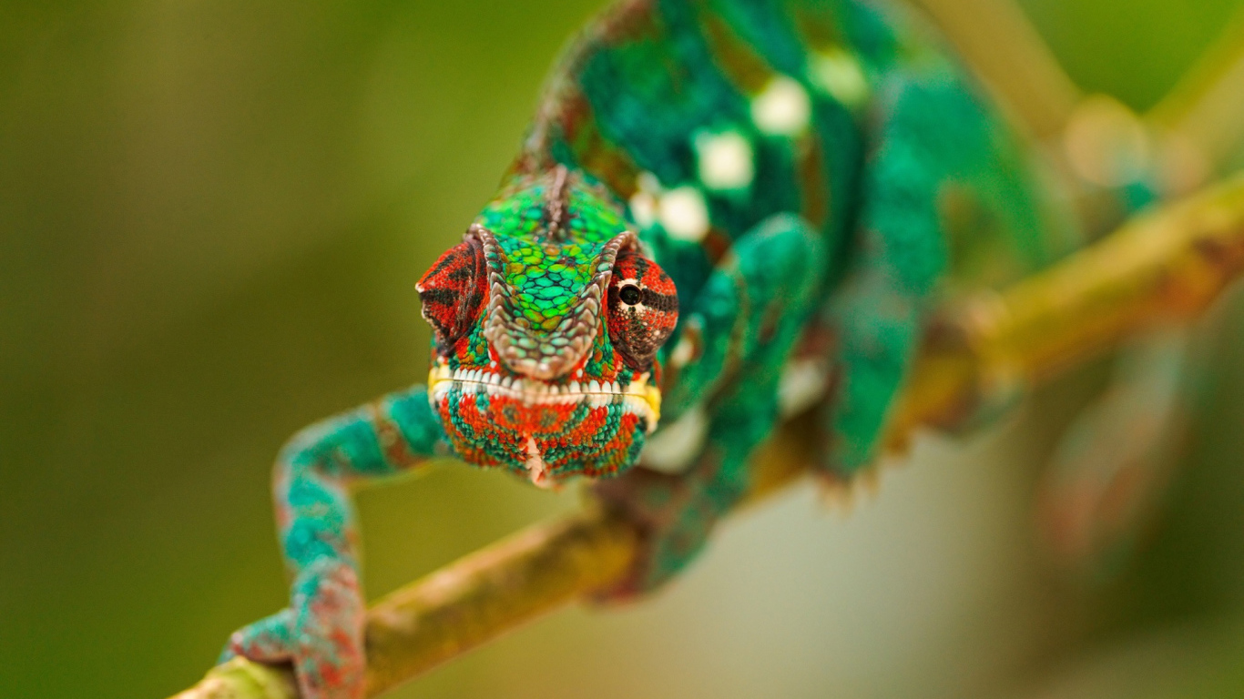 Green chameleon