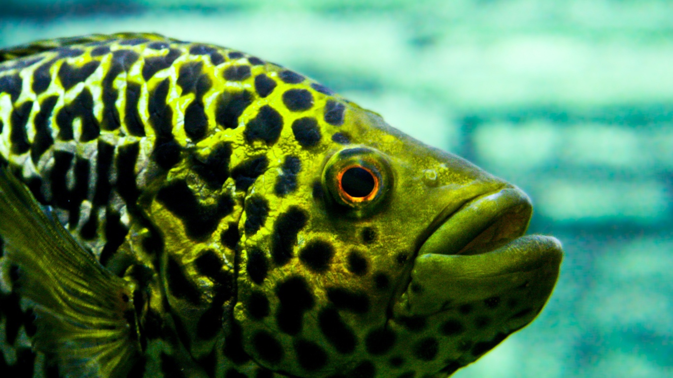 Взгляд рыбы