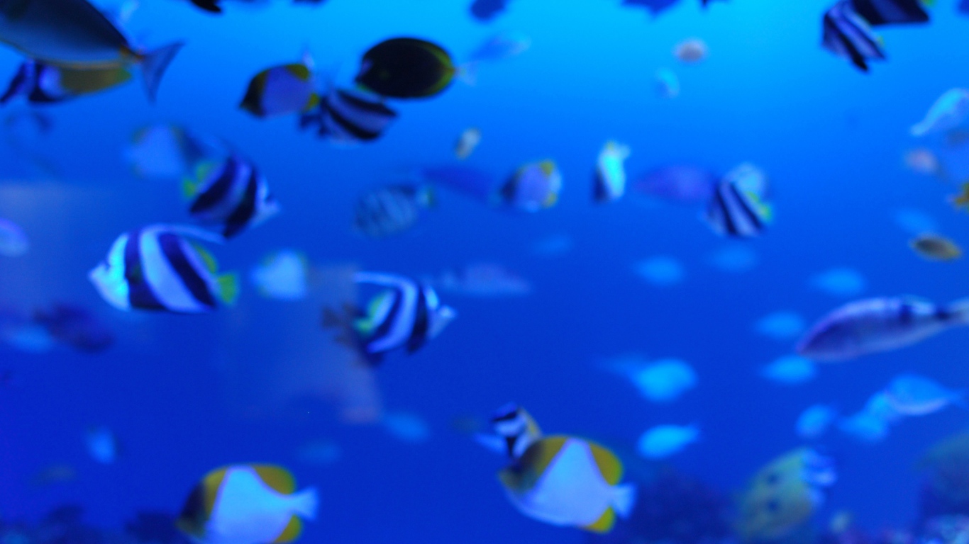 Подводная жизнь