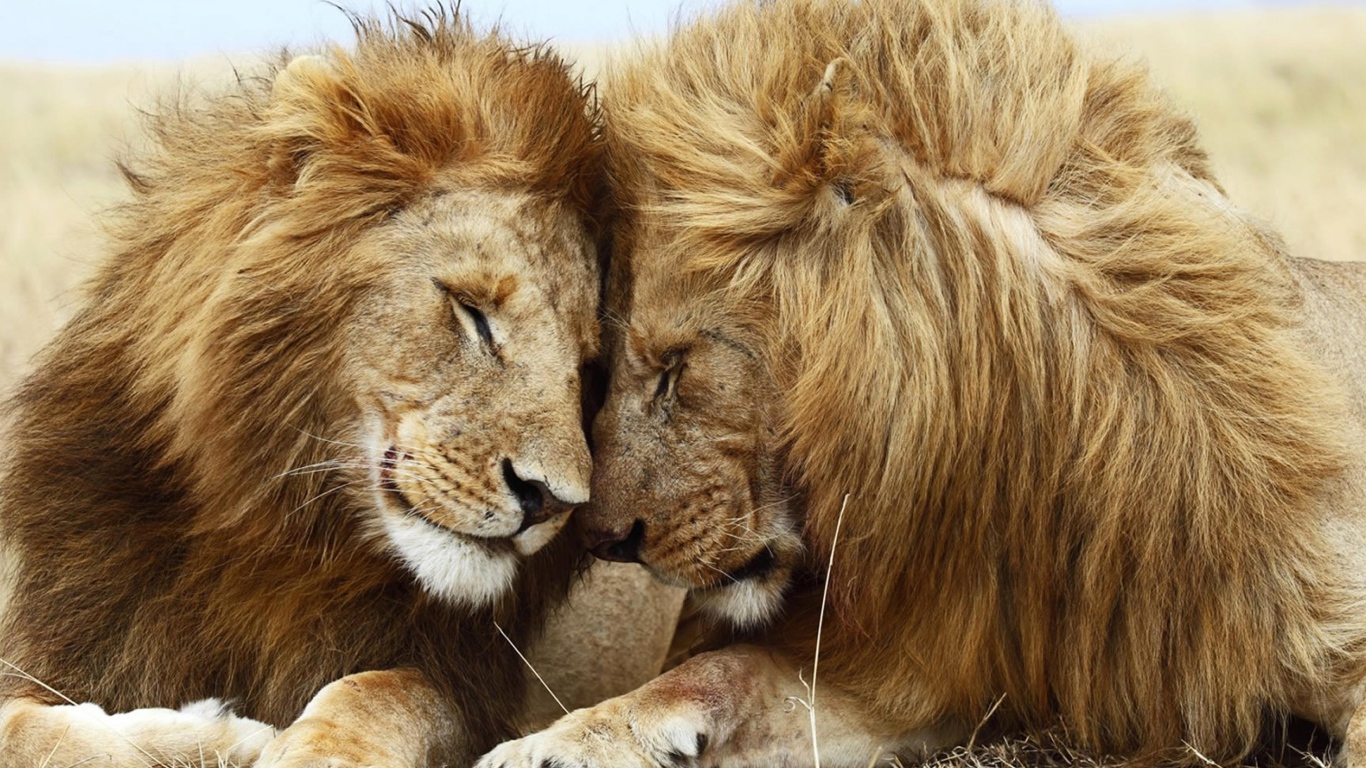 Львица и лев