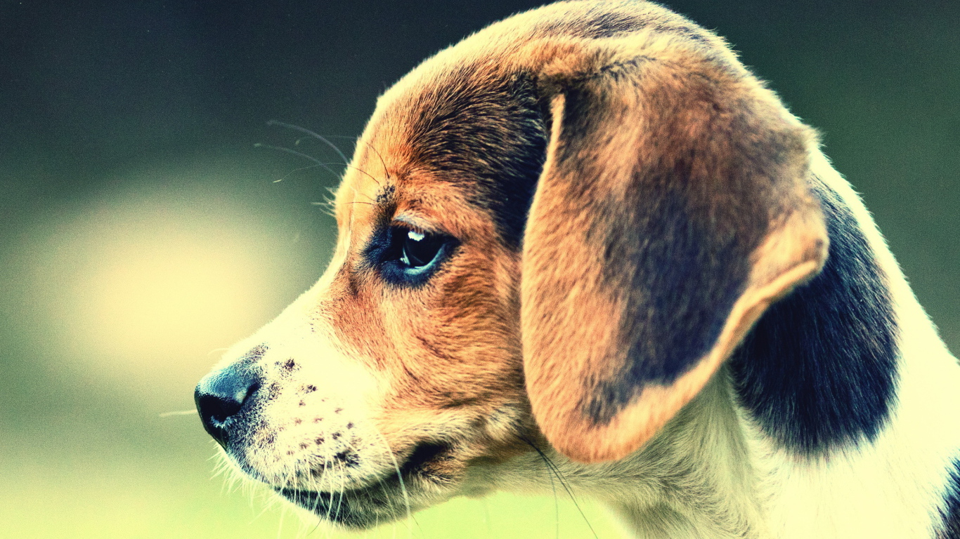 Собака Бигль