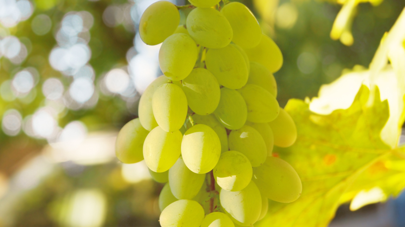 Белый виноград