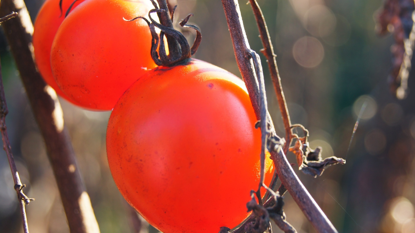 Куст с помидорами