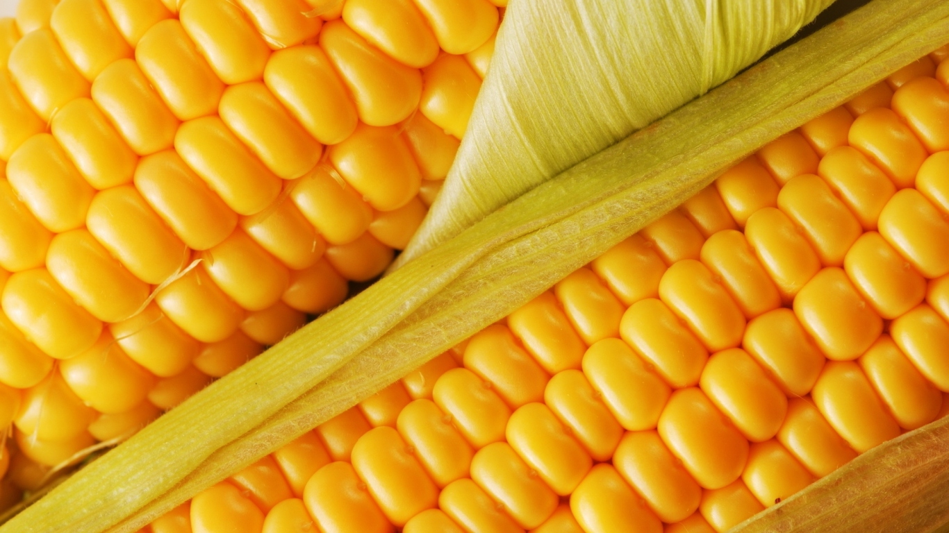Сочная кукуруза