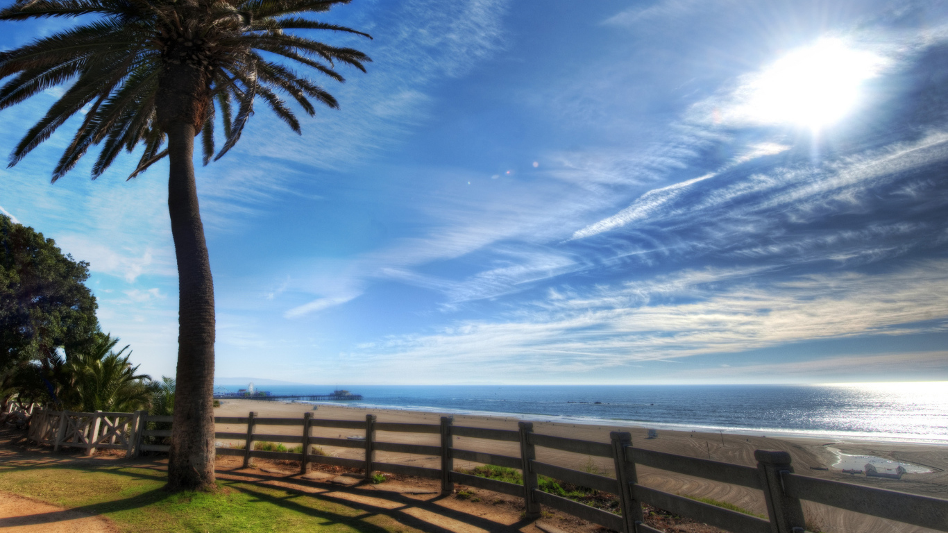 Пальма на берегу