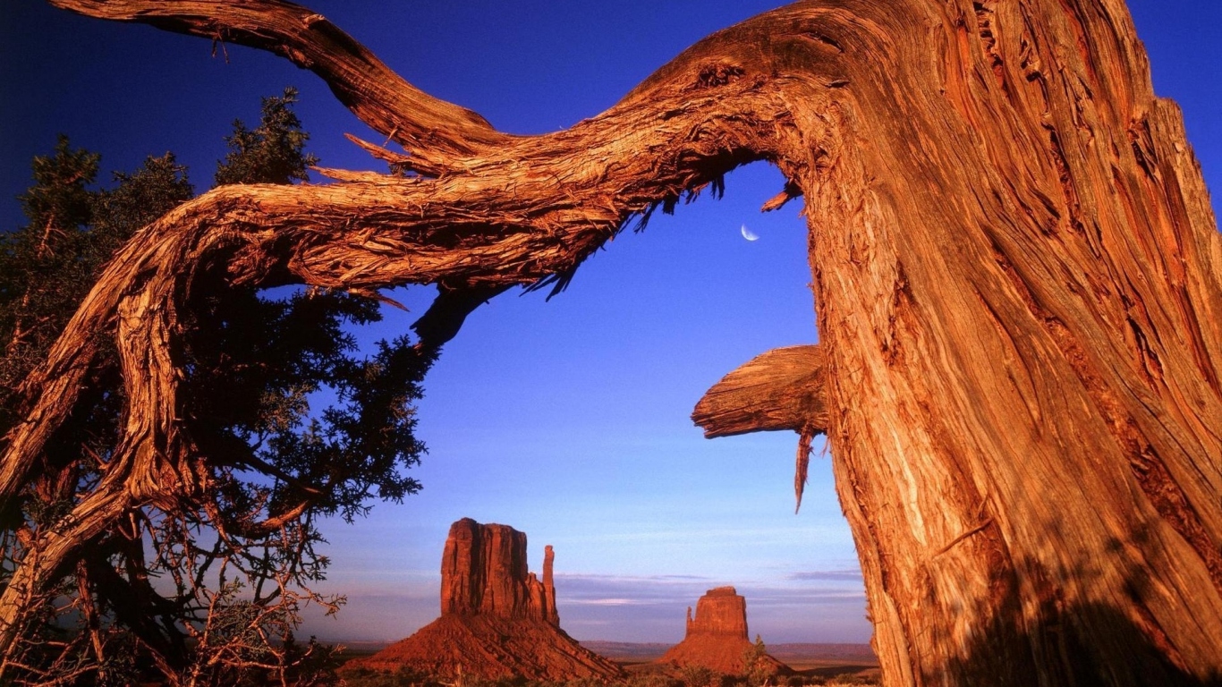 Старое дерево в пустыне