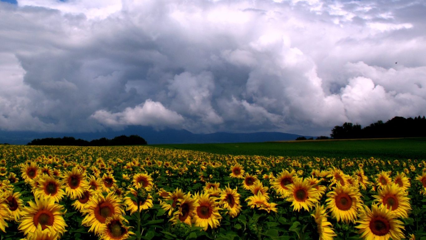 Подсолнухи и облака
