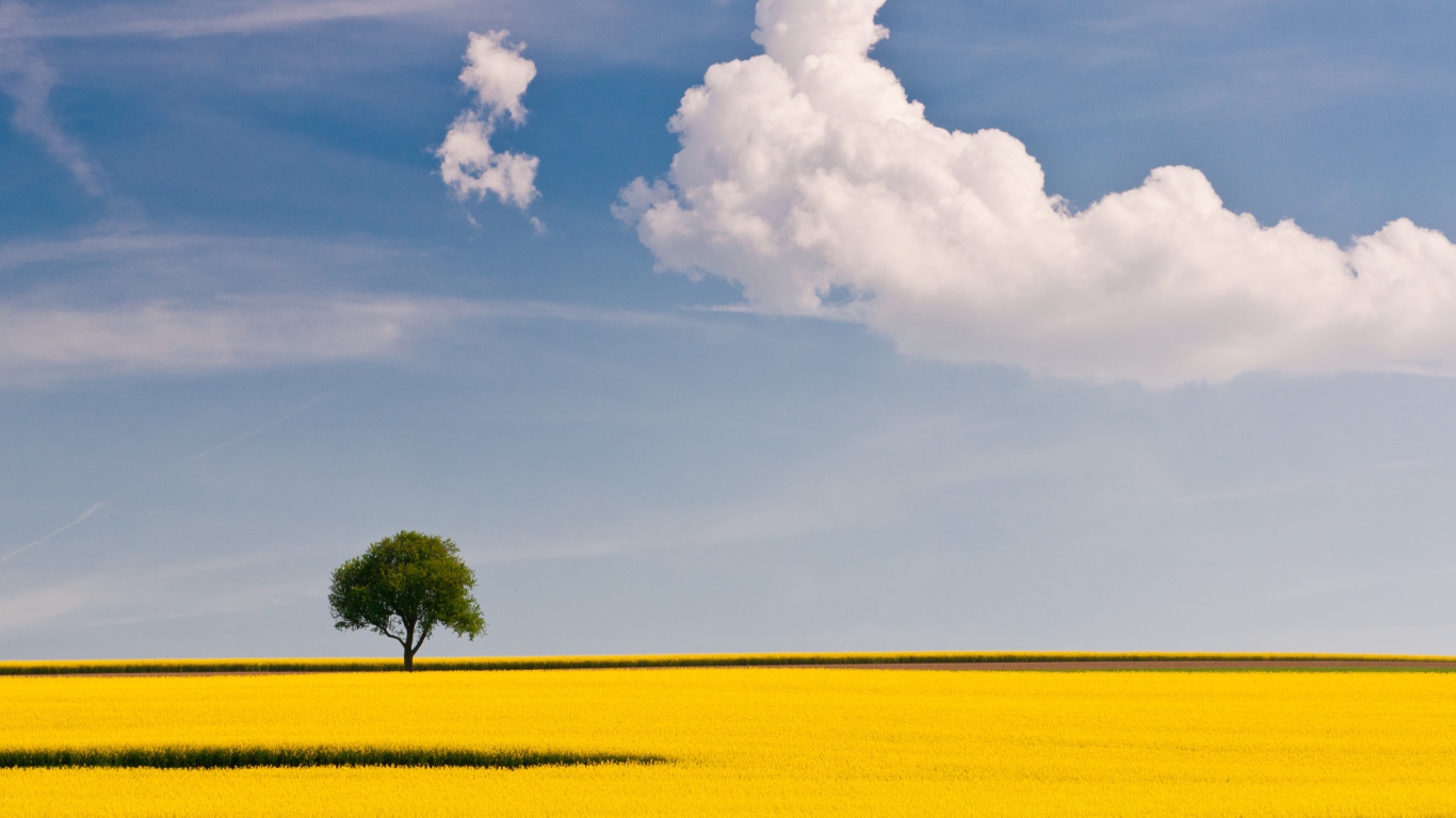 Желтое поле и дерево