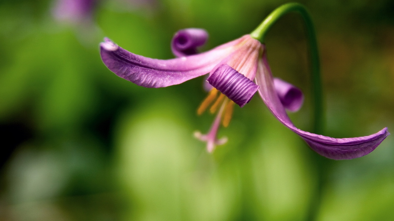 Красивый цветок