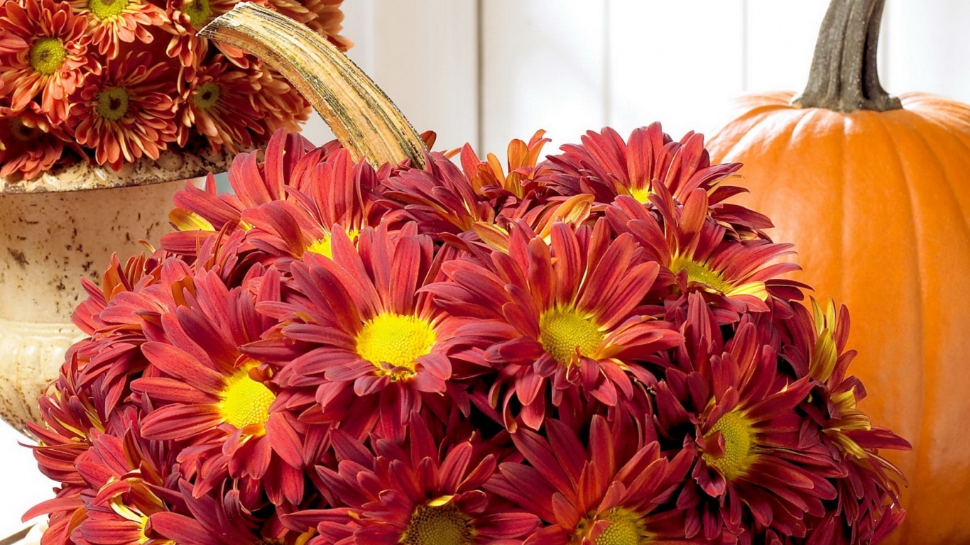 Хризантемы