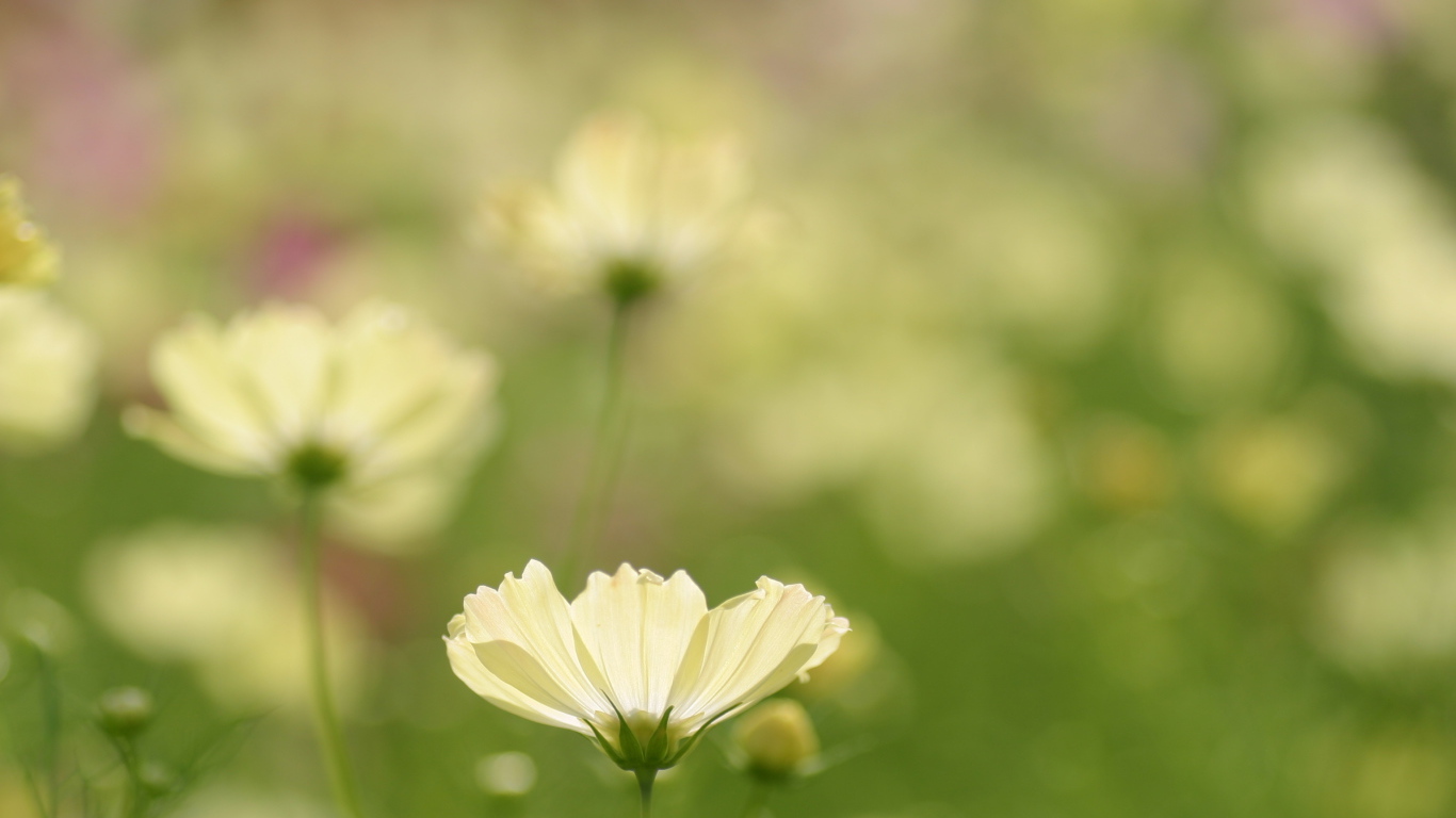 Цветок космея