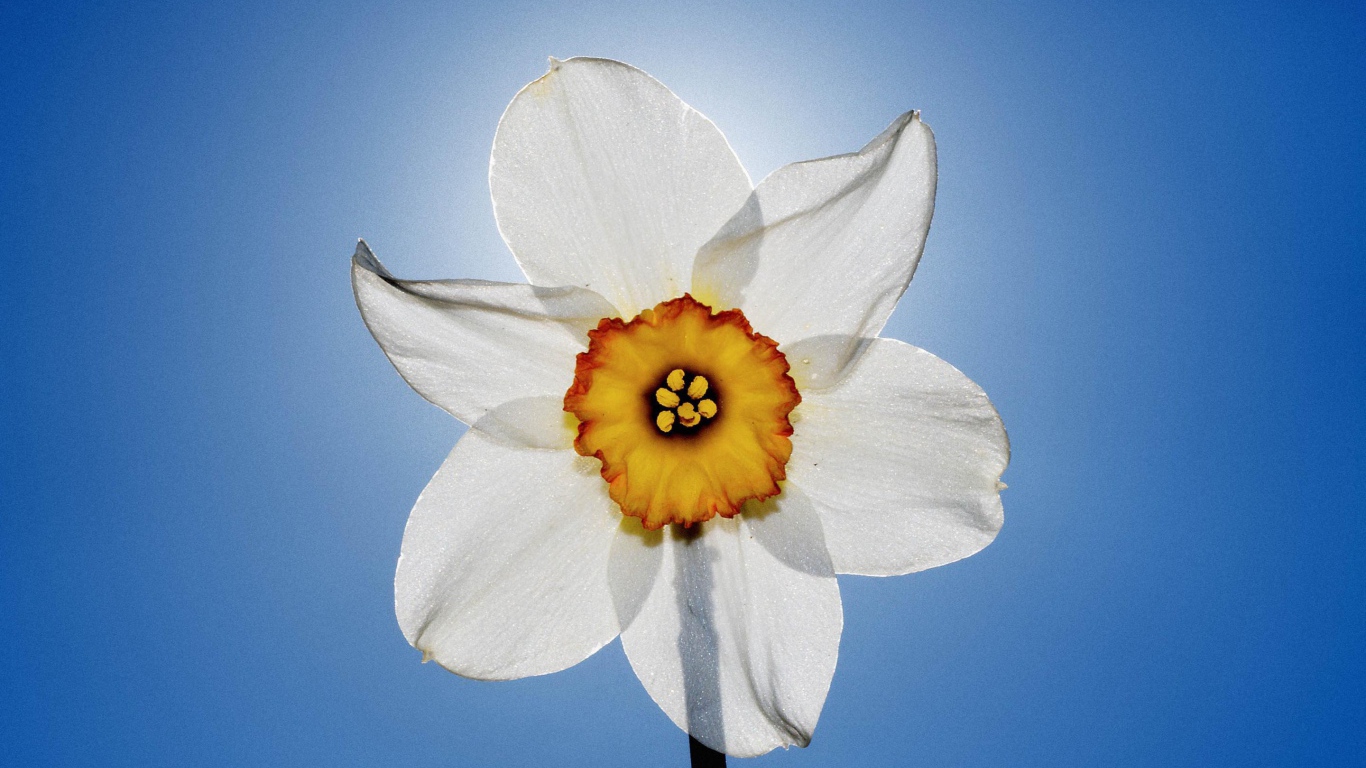 Нарцисс и небо