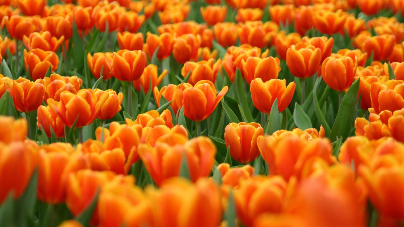 Оранжевые тюльпаны