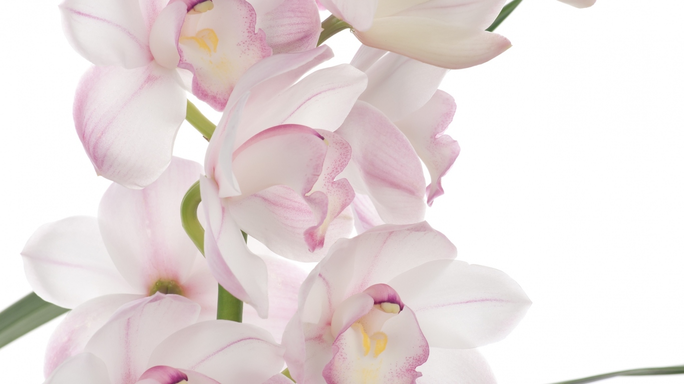 Розовая орхидея