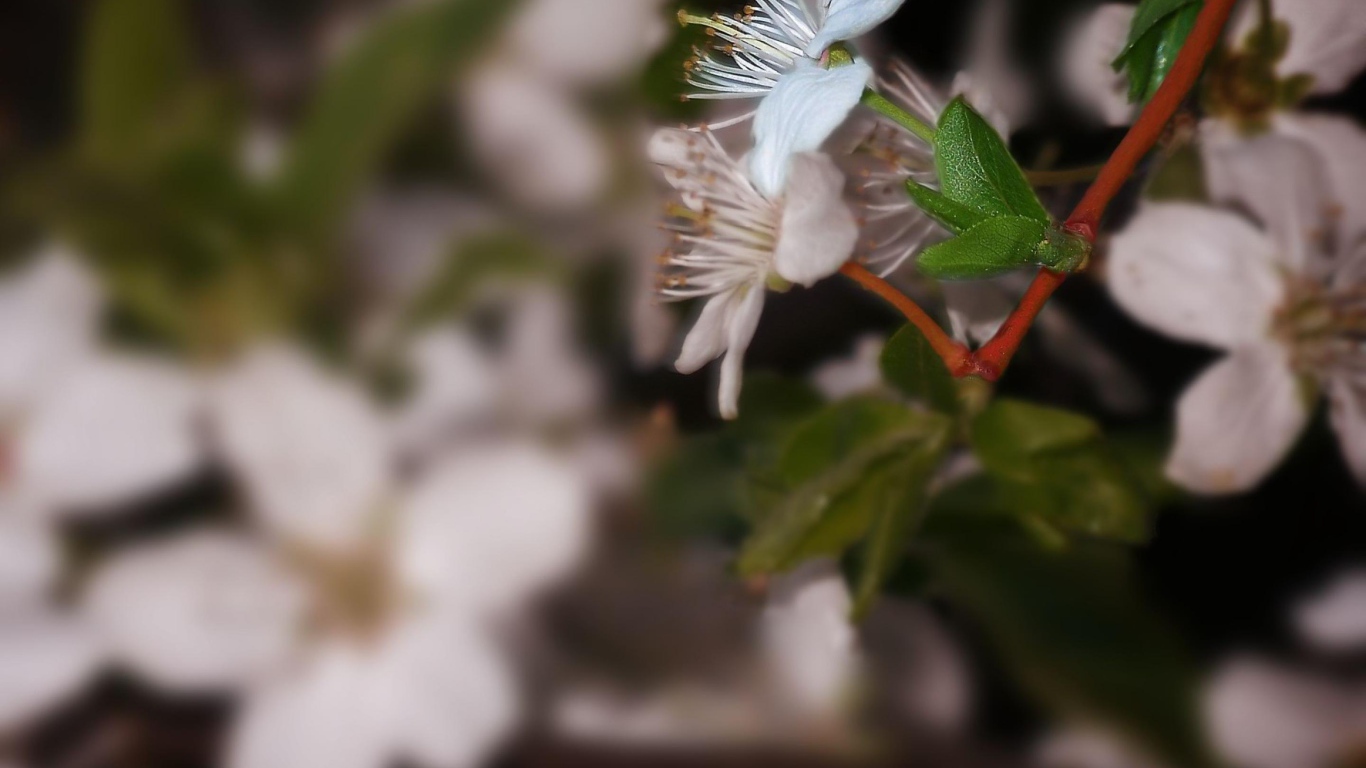 Белоснежный цветок 