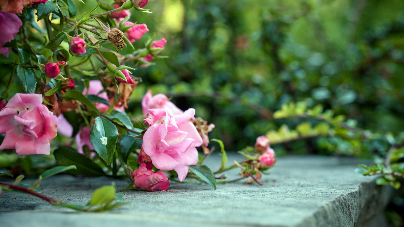 Розовый куст