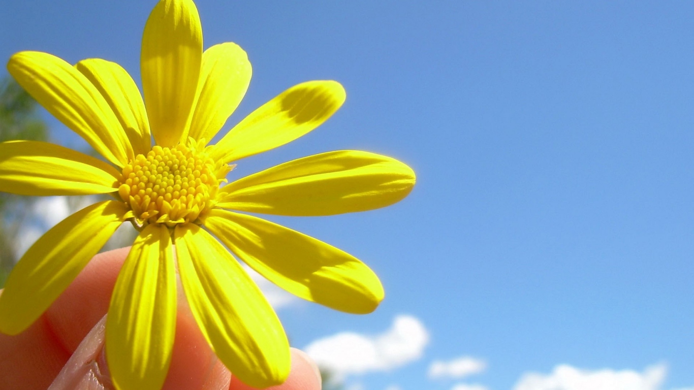 Солнечный цветок