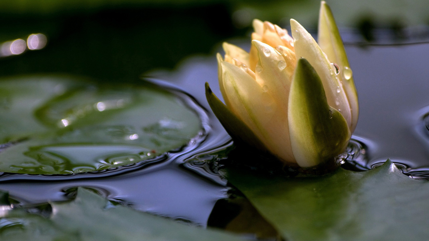 Белая лилия