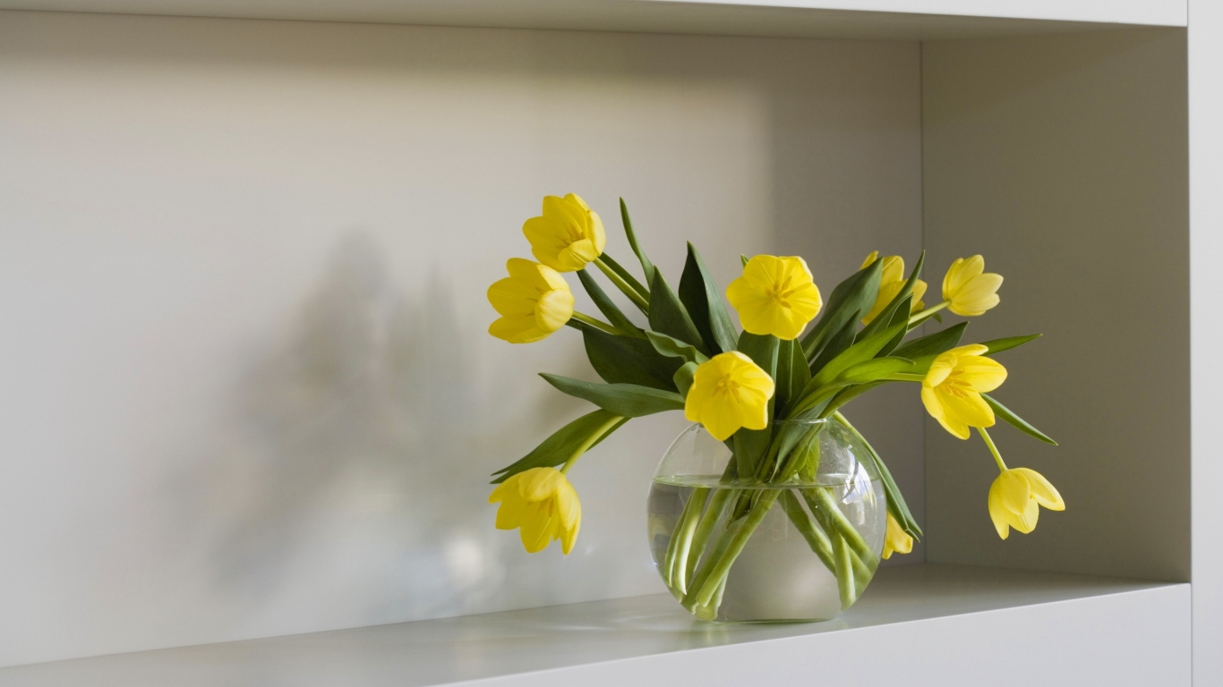 Желтые тюльпаны