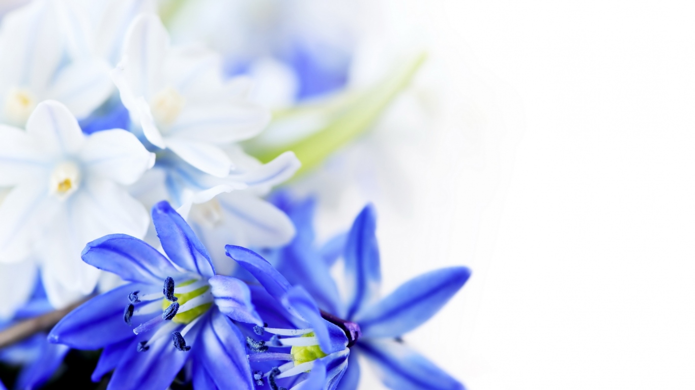 Голубые цветы