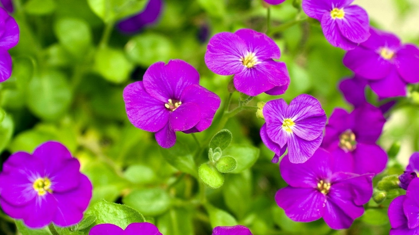 Яркие соцветия