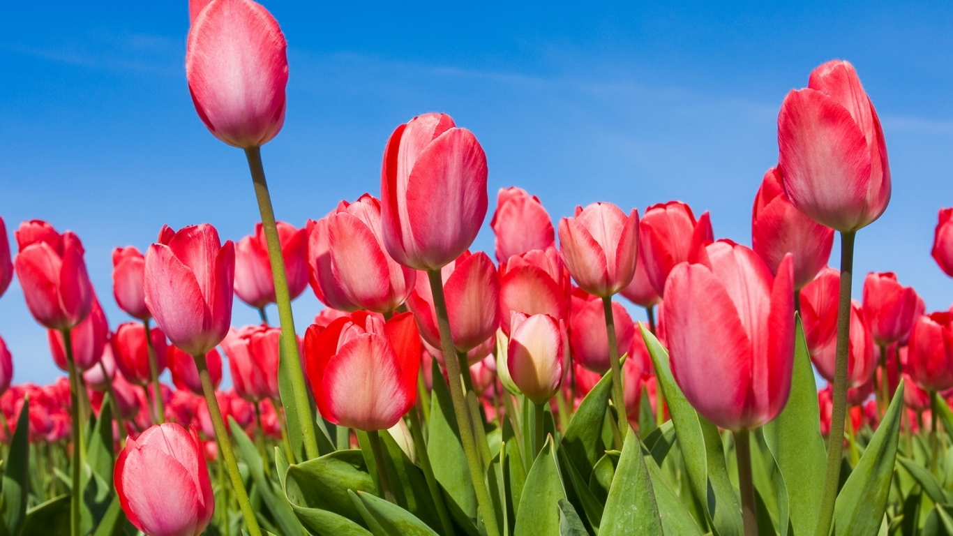 Розовые Тюльпаны