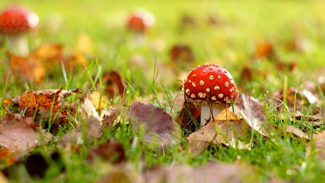 Мухомор на поляне