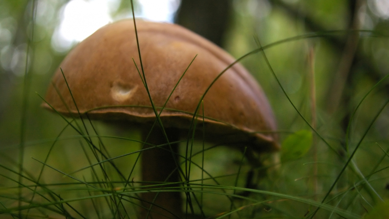 гриб Подберезовик