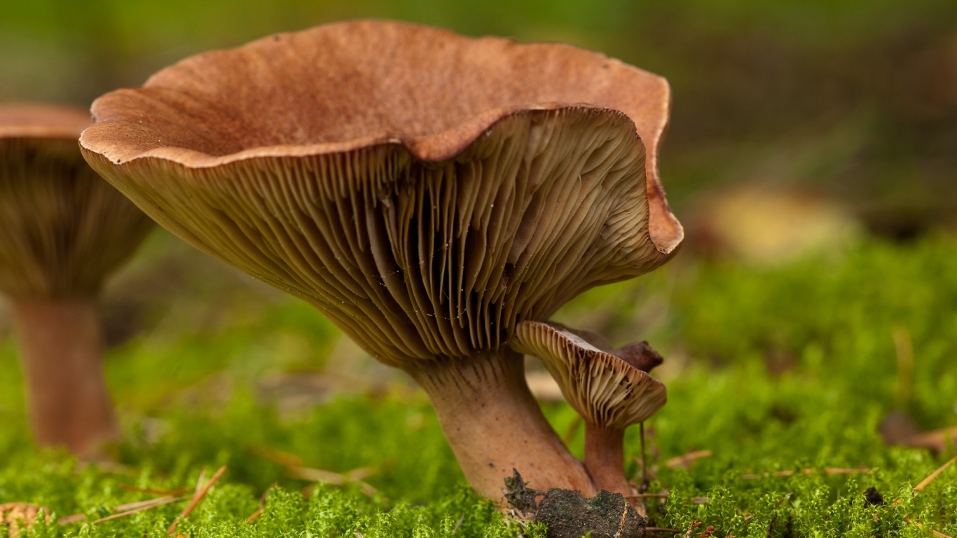 Гриб среди мха