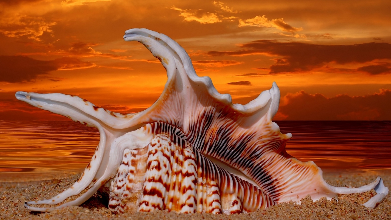 Раковина на закате